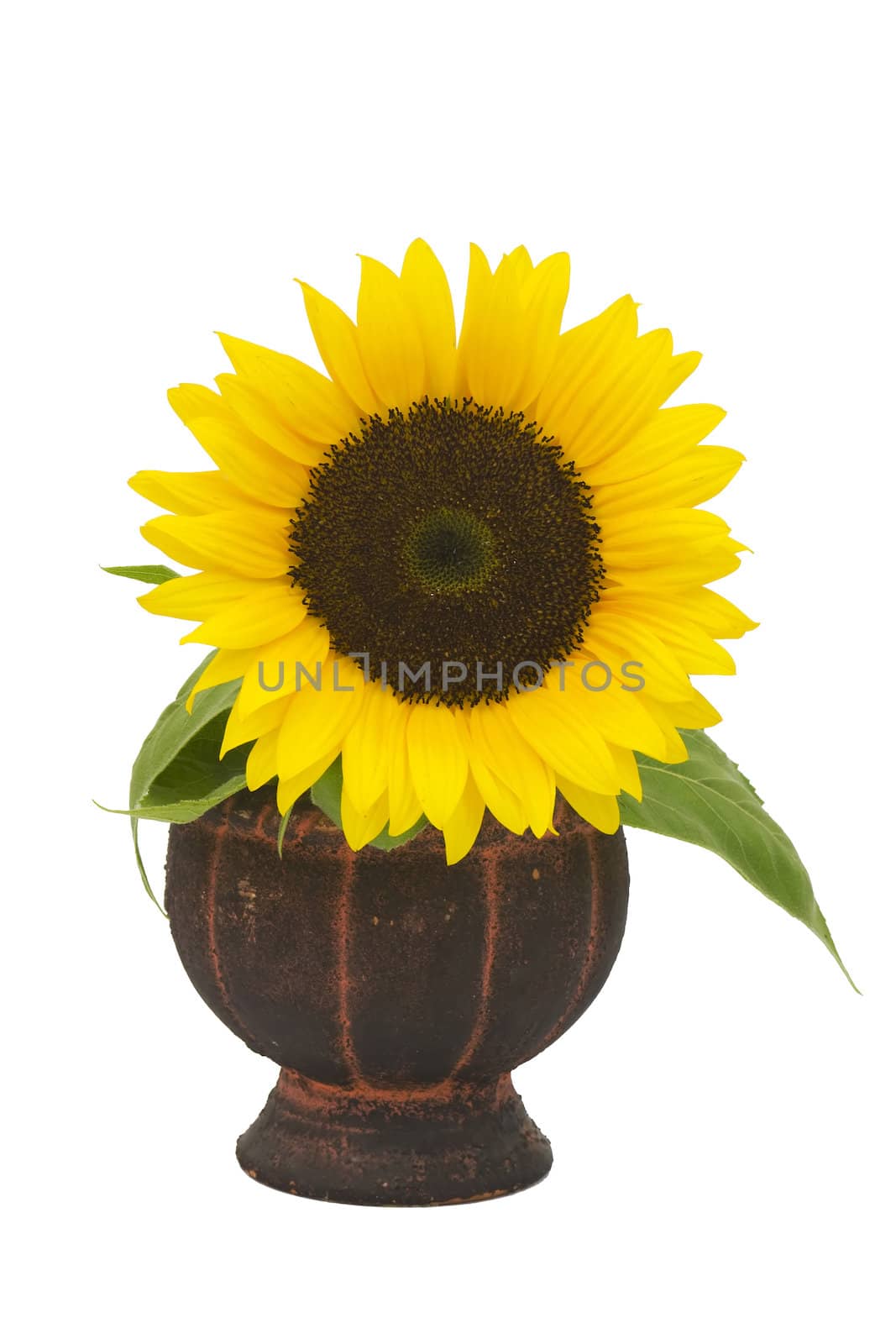 Beautiful sunflower in a vase (Helianthus)