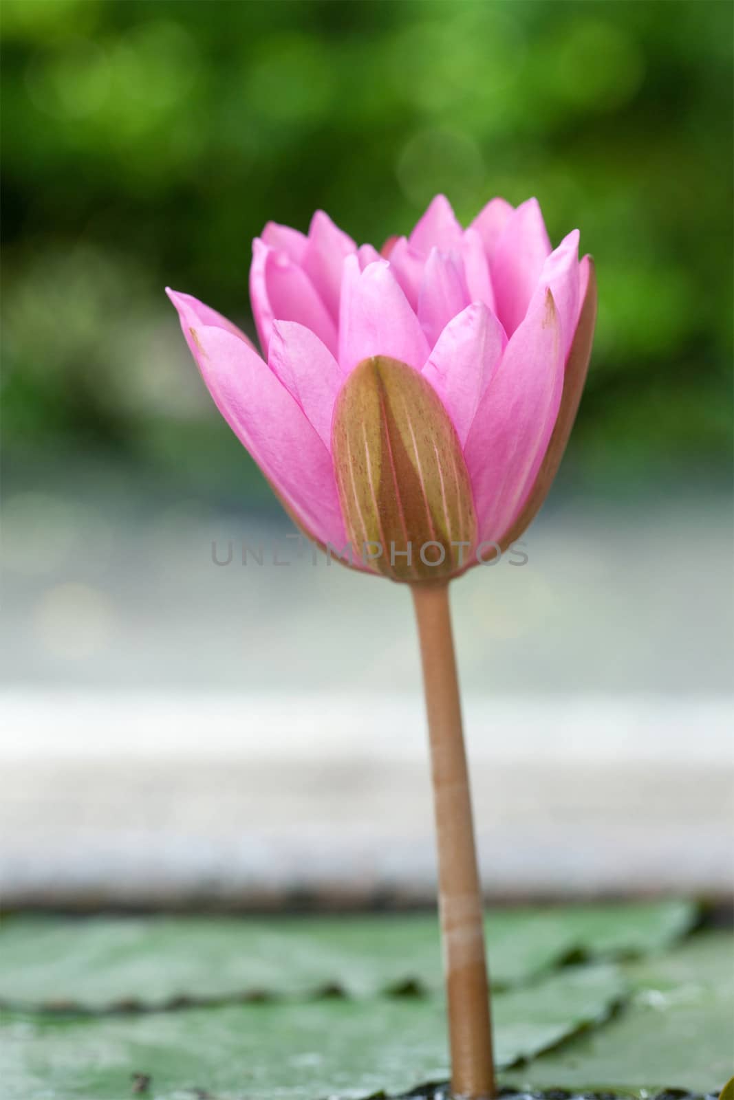 A pink lotus flower