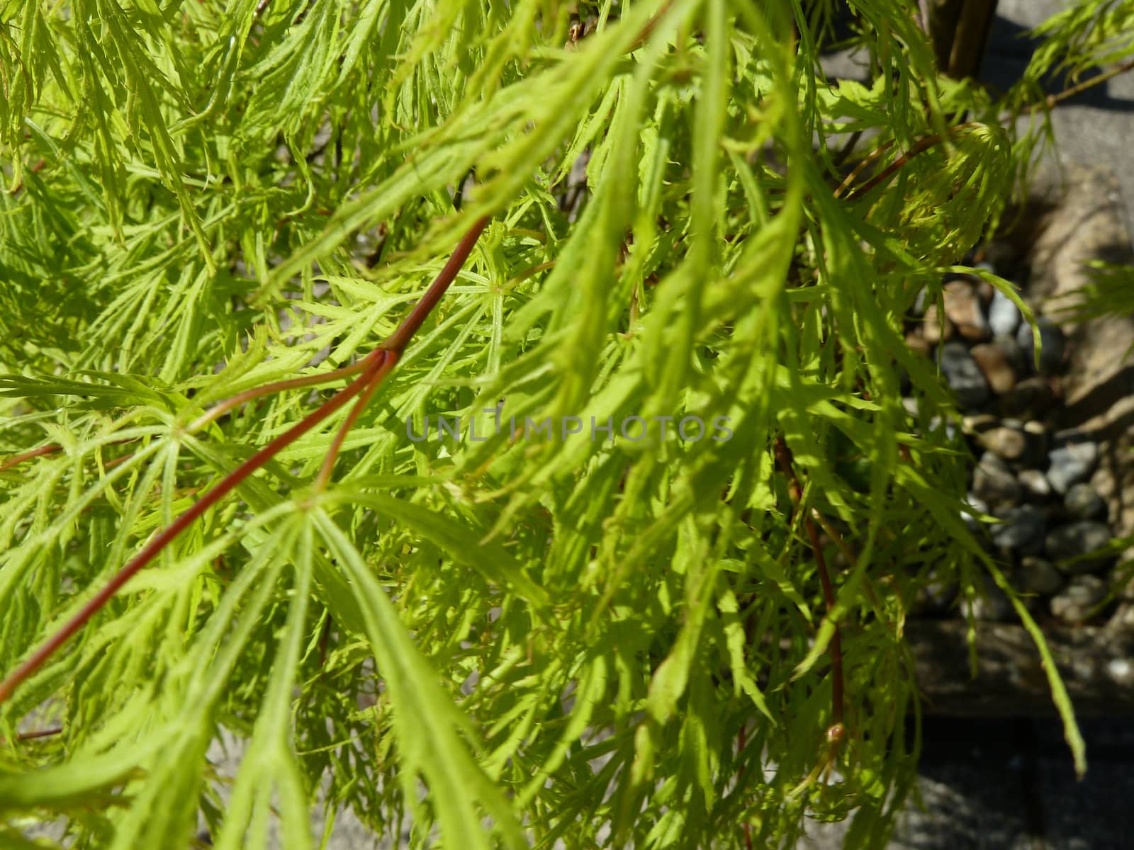 bright green plant as a background