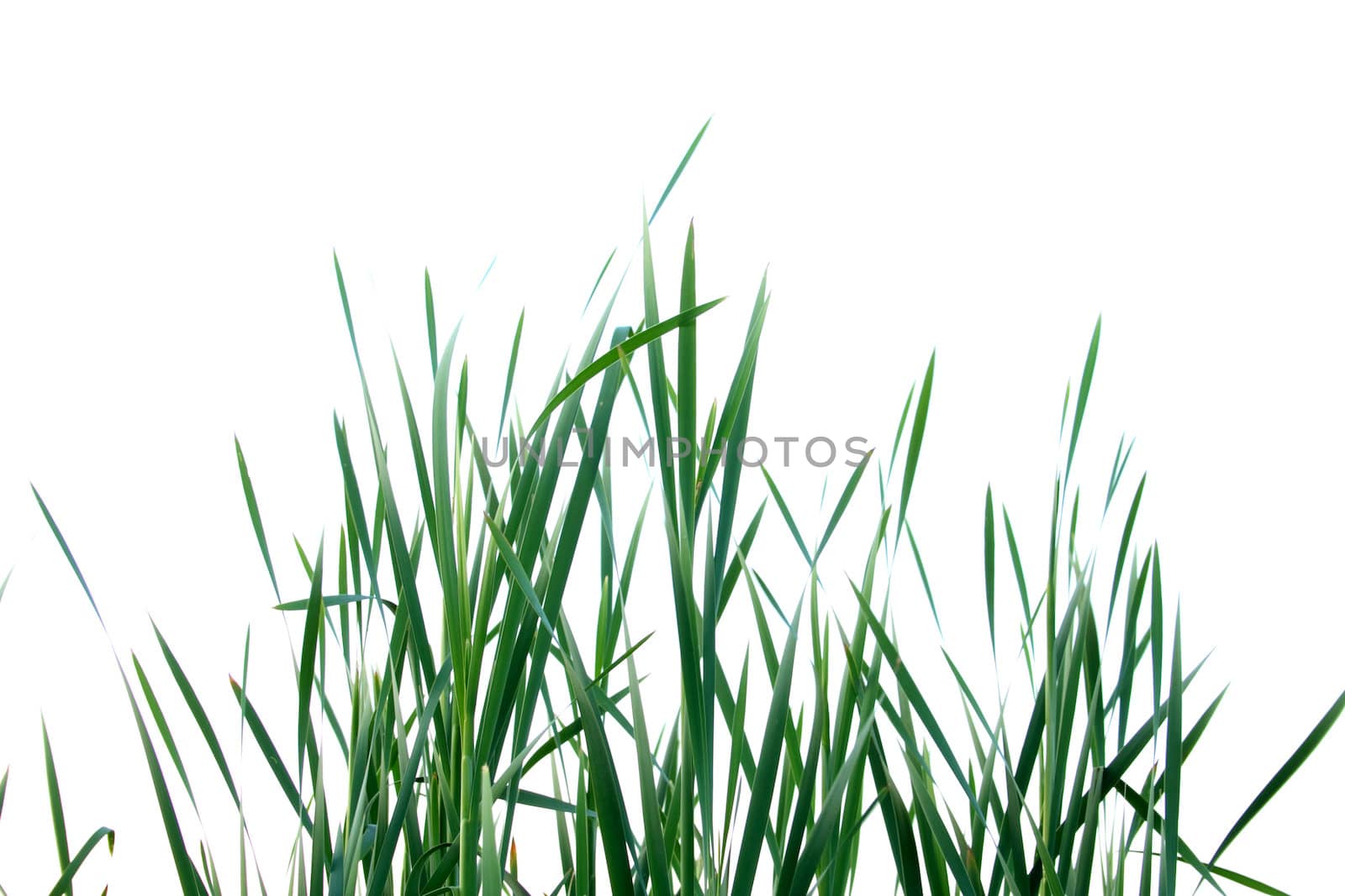 fresh grass isolated on the white