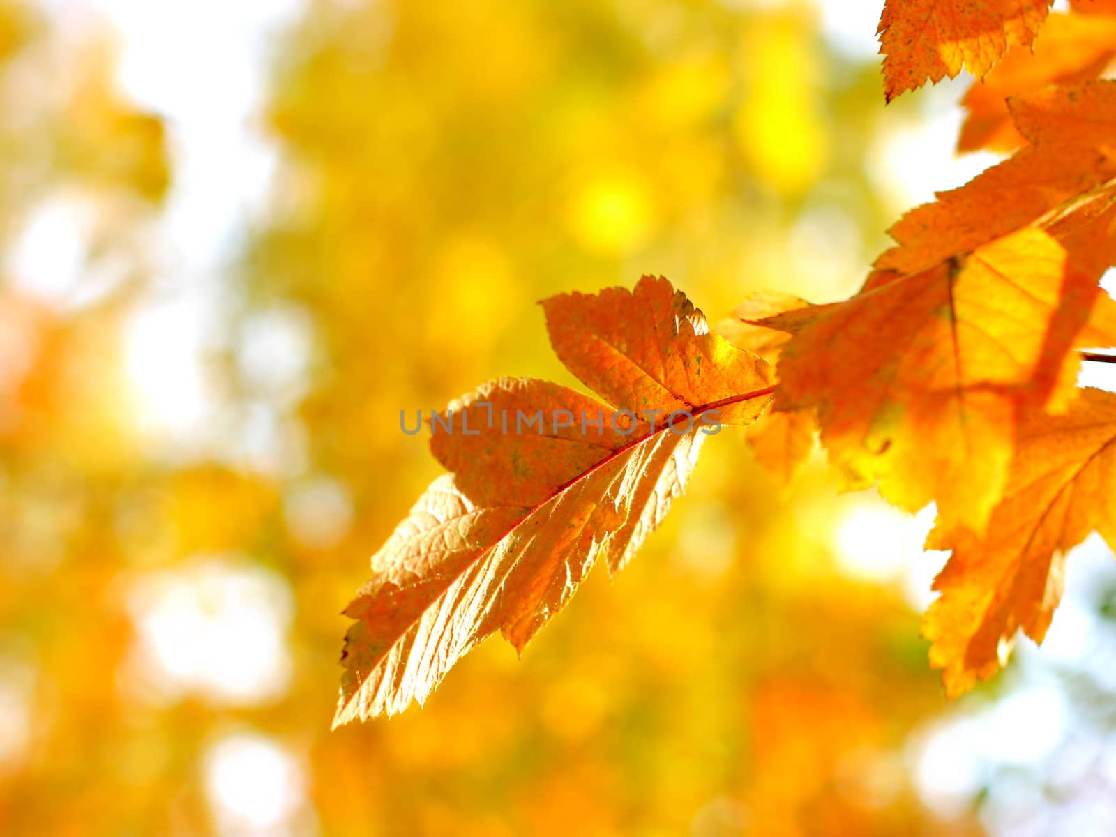 Bright autumn foliage close up