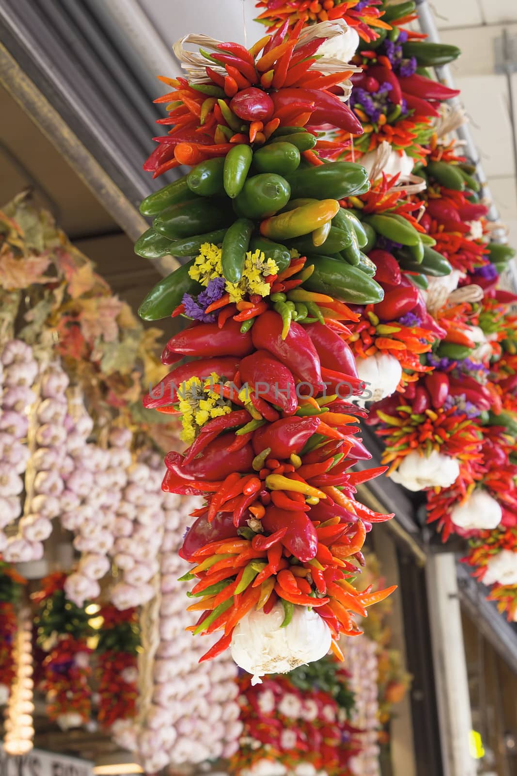 Colorful Hot Chili Jalapeno and Cayenne Peppers and Garlic Bunches Hanging at Fruits and Vegetable Stall