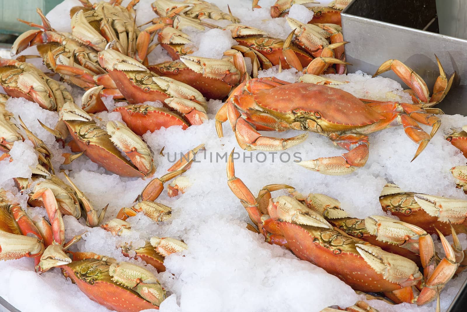 Cooked Dungeness Crabs Display on Crushed Ice at Seafood Vendor Stall