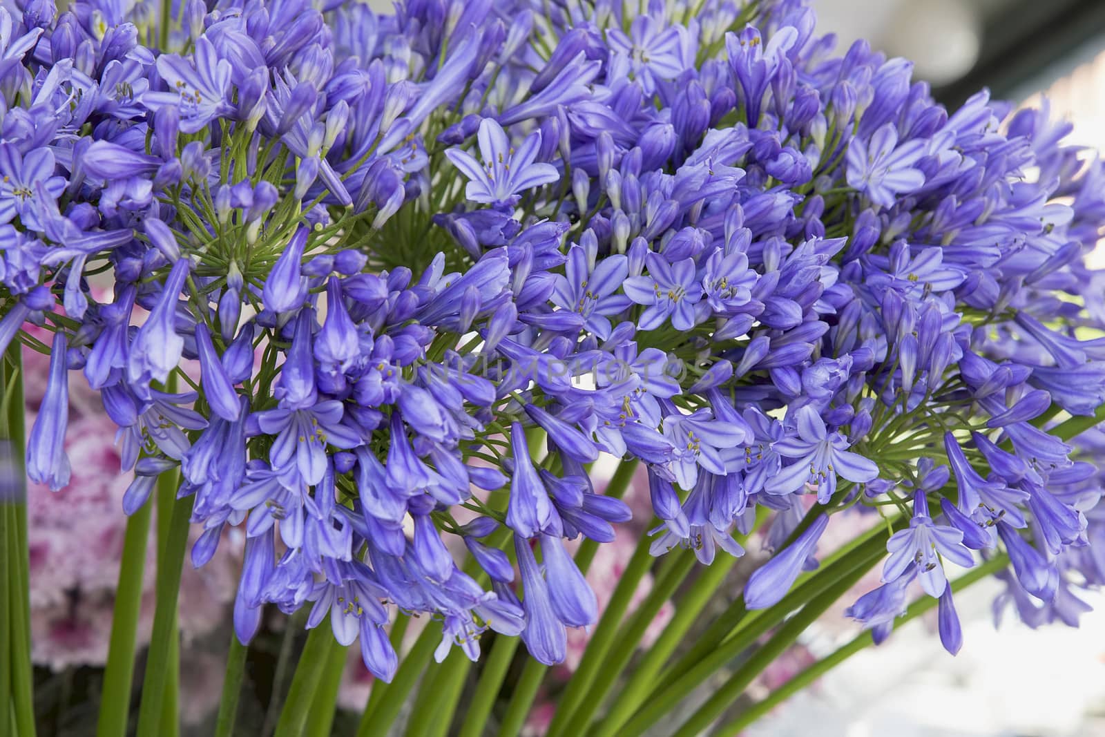 Agapanthus Lily of the Nile Flower Stalks Display at Florist Stall