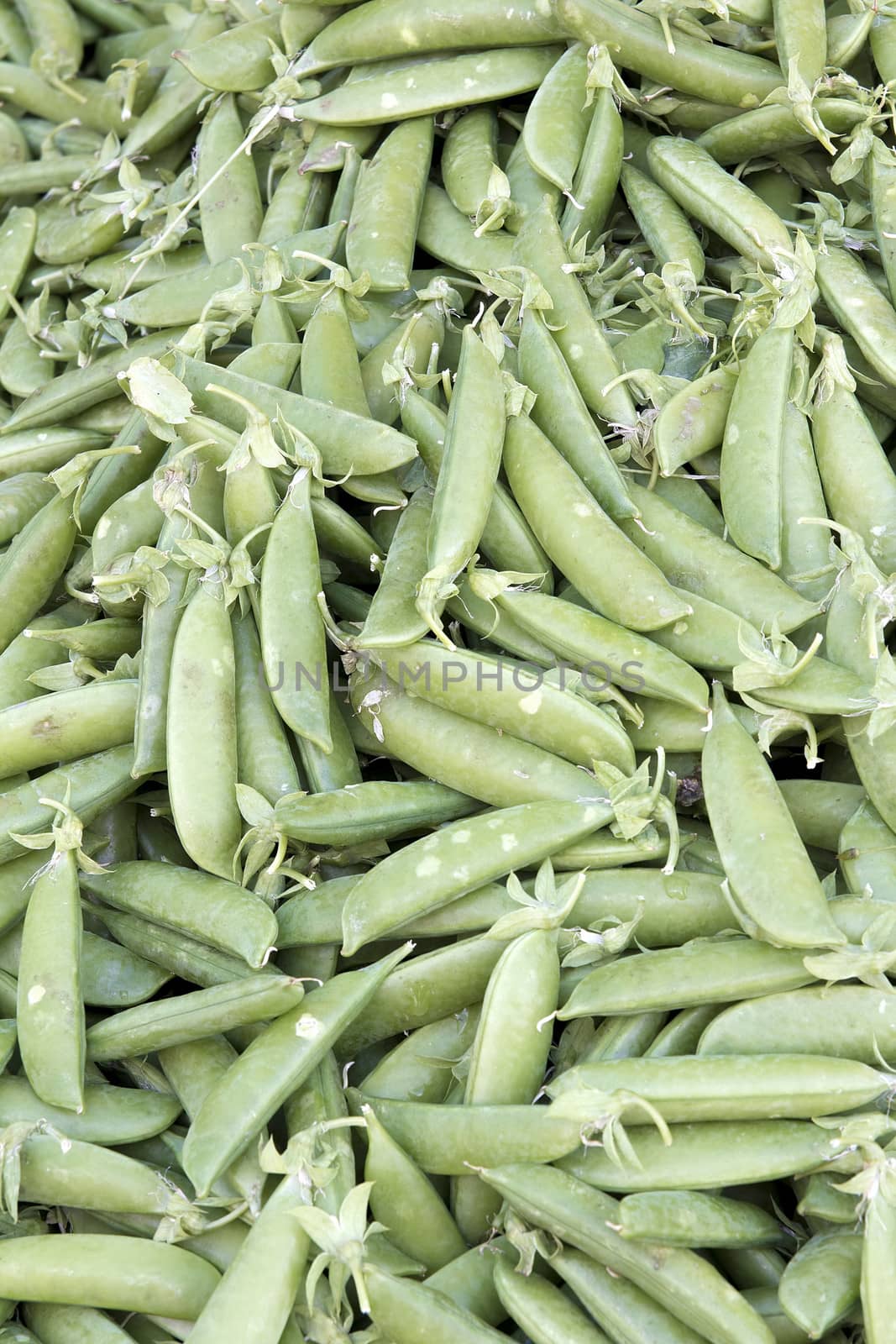 Pile of Sugar Snap Pea Pods at Fruits and Vegetables Stall in Farmers Market Background