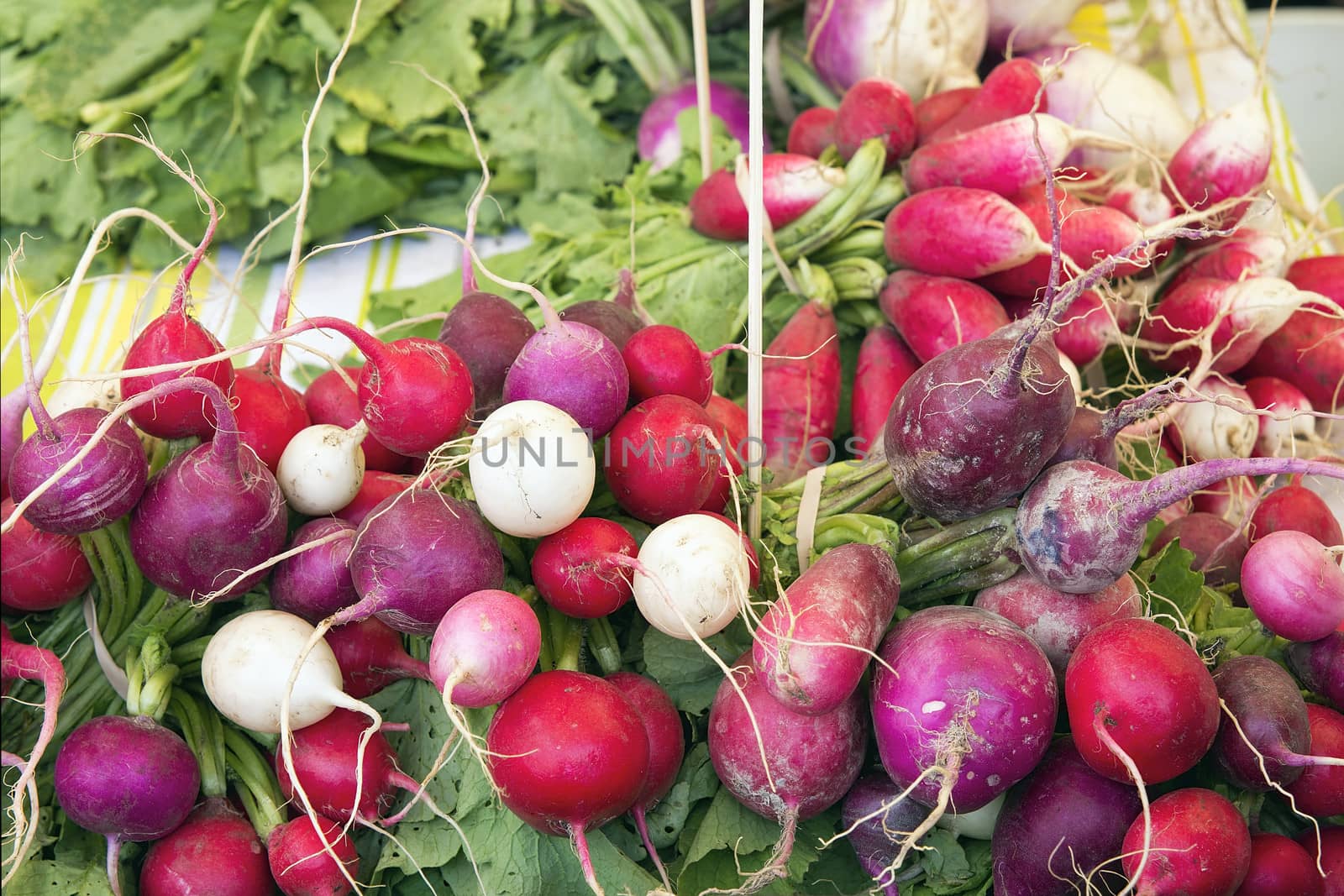 Heirloom and Easter Egg Colorful Radish Bunches at Farmers Market Fruits and Vegetables Stall