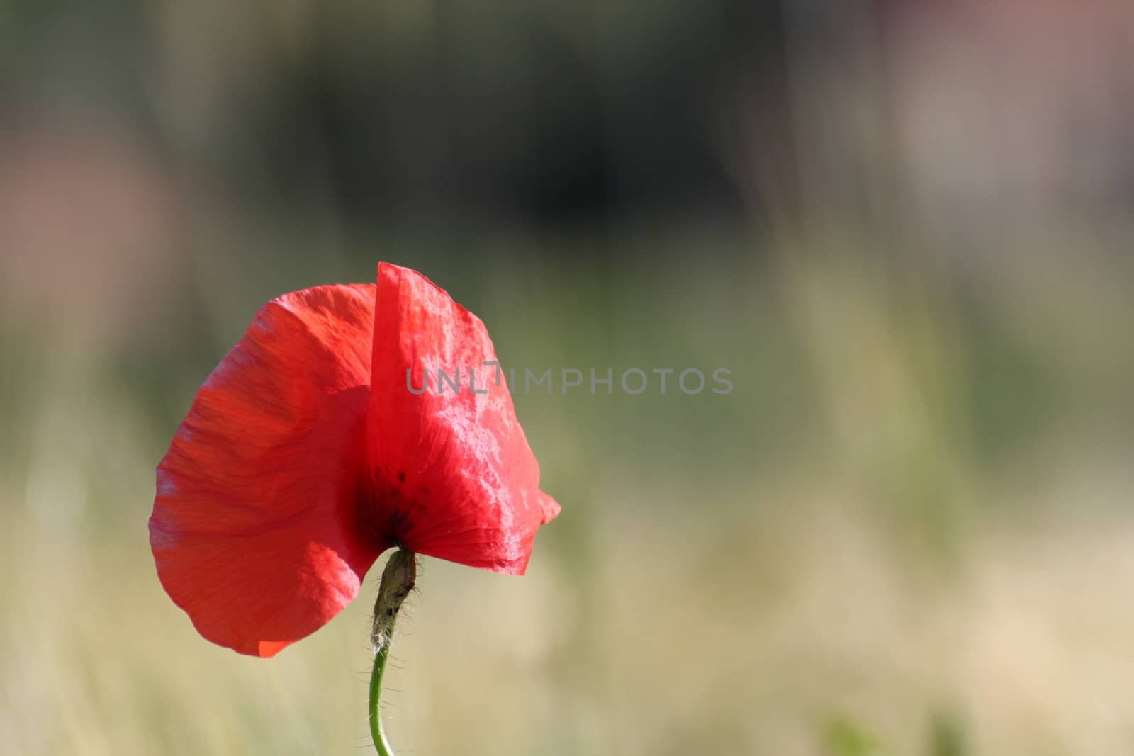 detail of a colorful poppy with defocused field background