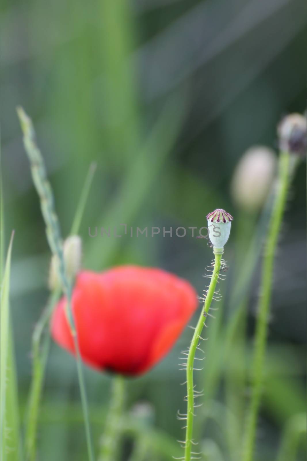 close up of wild  poppy green capsule with flower in the background