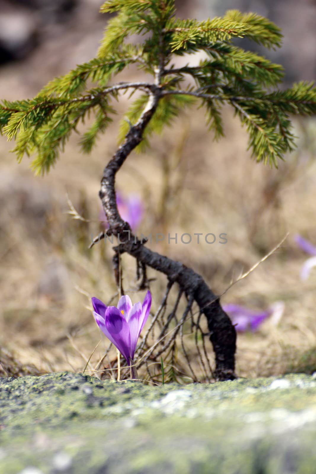 young spruce and crocus sativus growing in the top of the mountain