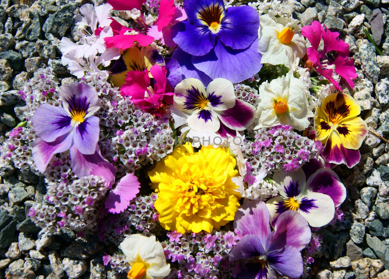 Much flowers amongst stone.Beautiful flower