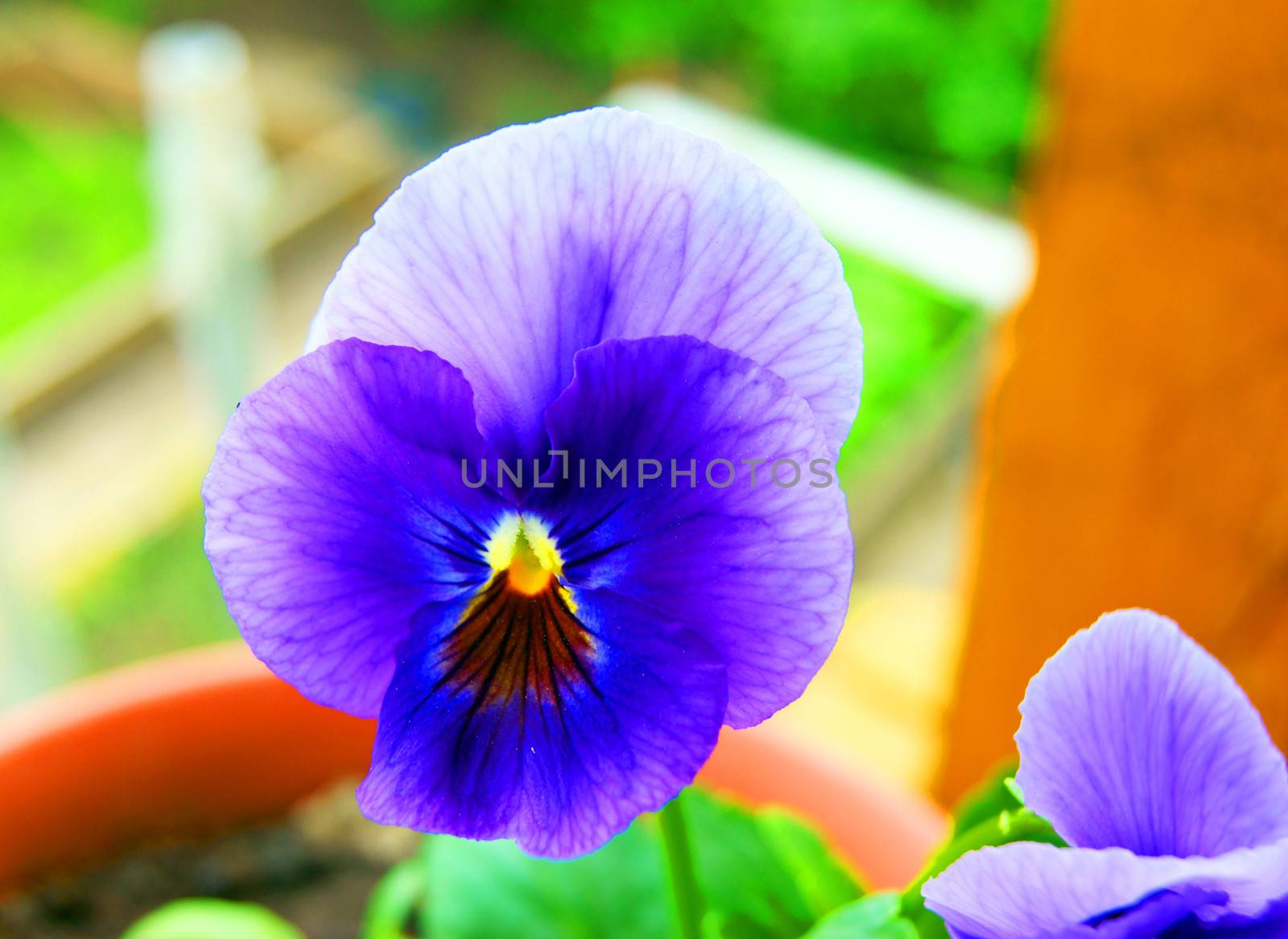 Pansy in year garden by cobol1964