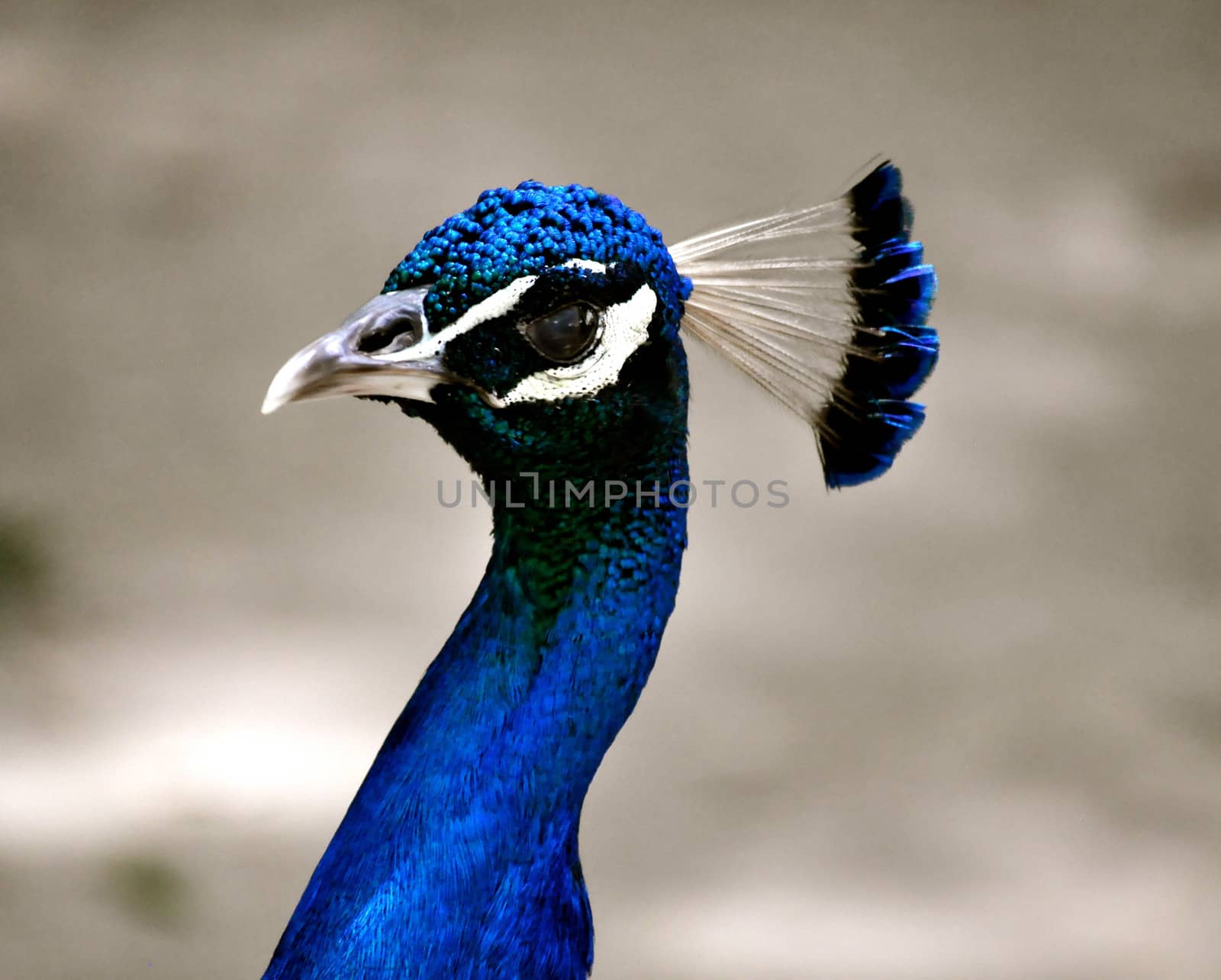 Waccatee Zoo - Peacock Blue
