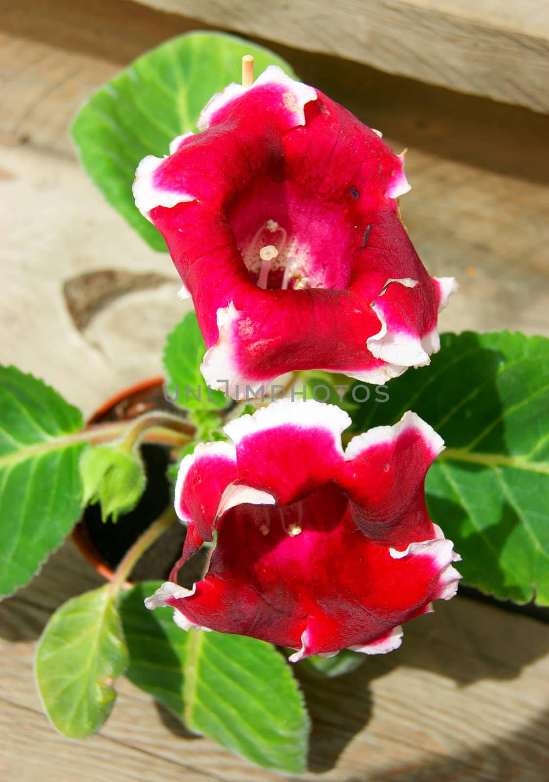 Beautiful red flower gloxinia in pot