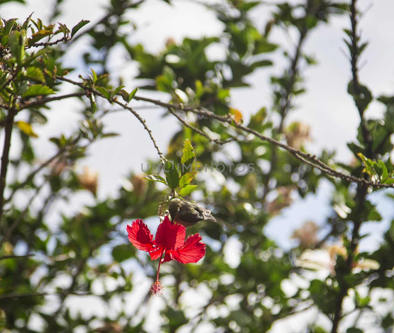 Japanese White-eye feeding on a hibiscus