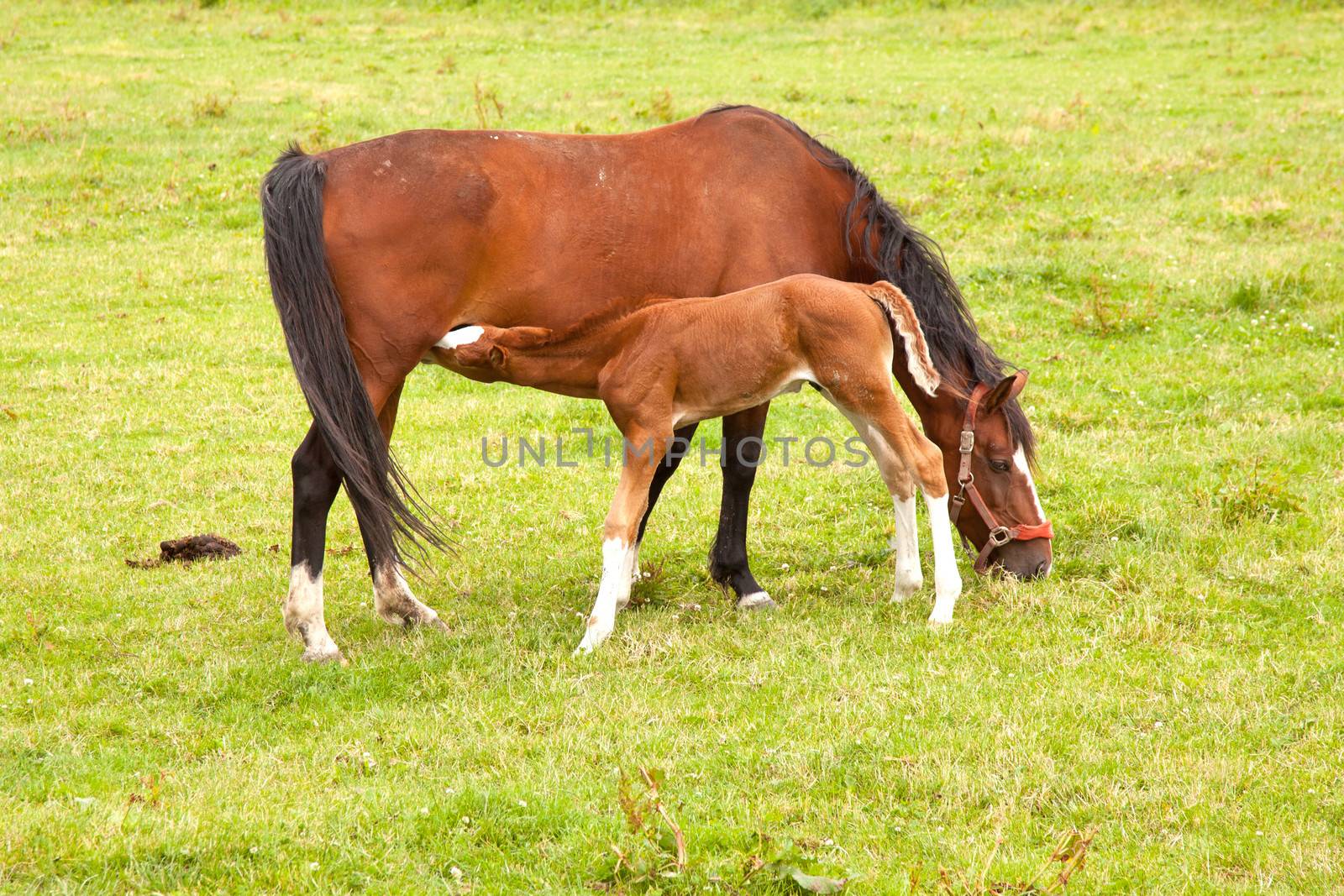 brown foal drinks from mare in grassy meadow