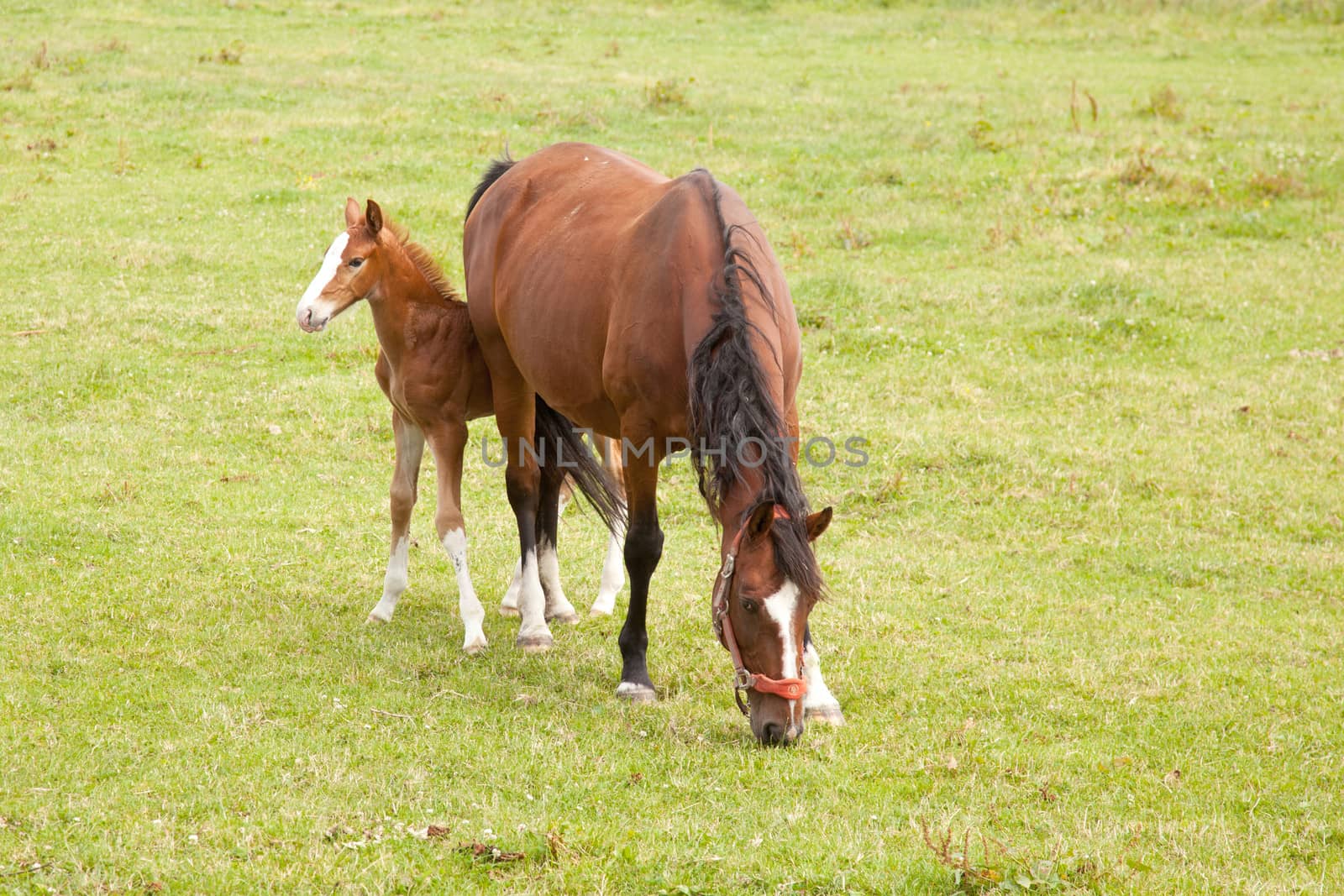 brown foal hides behind mare in grassy meadow