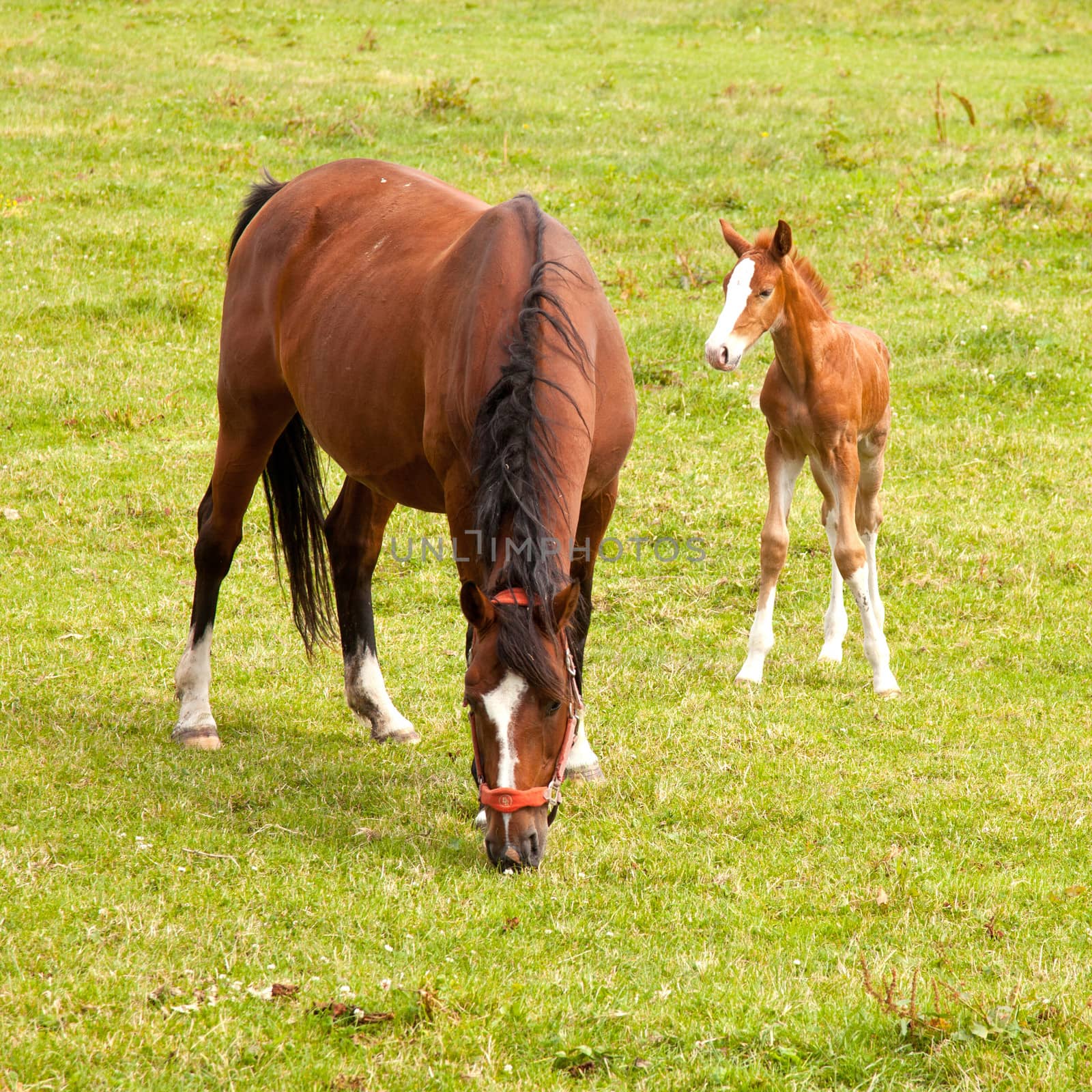 young foal and mare in meadow by ahavelaar