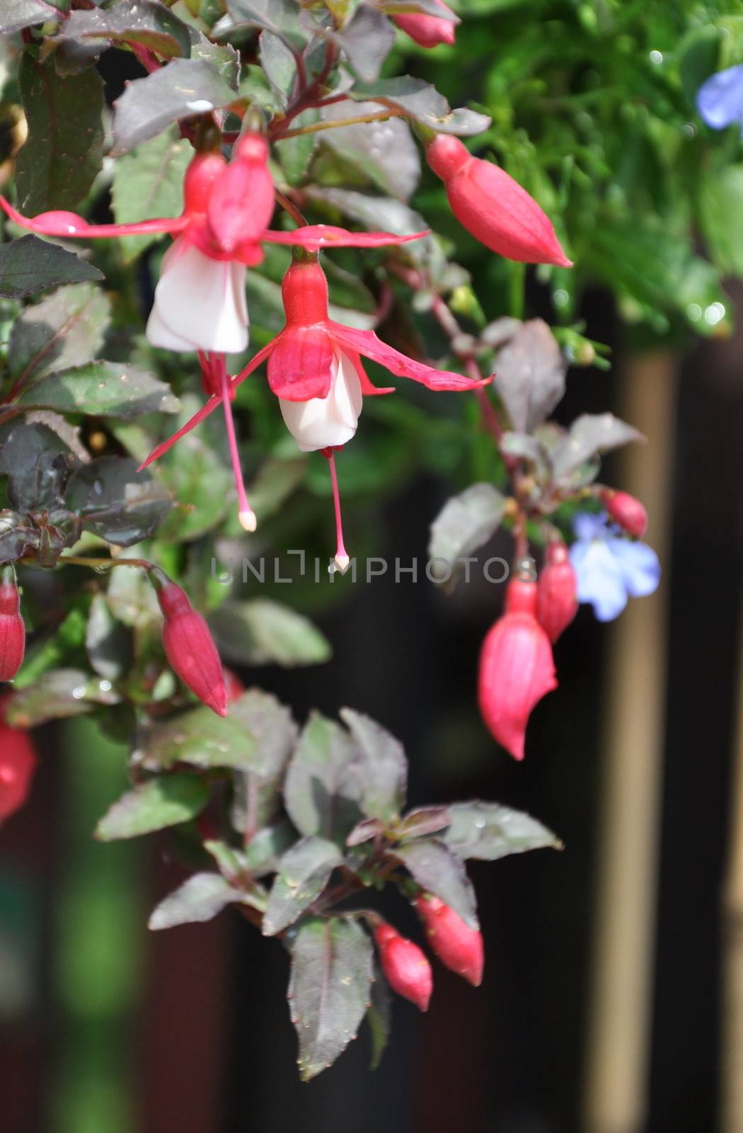 fuchsia growing in a hanging basket showing off its blooms