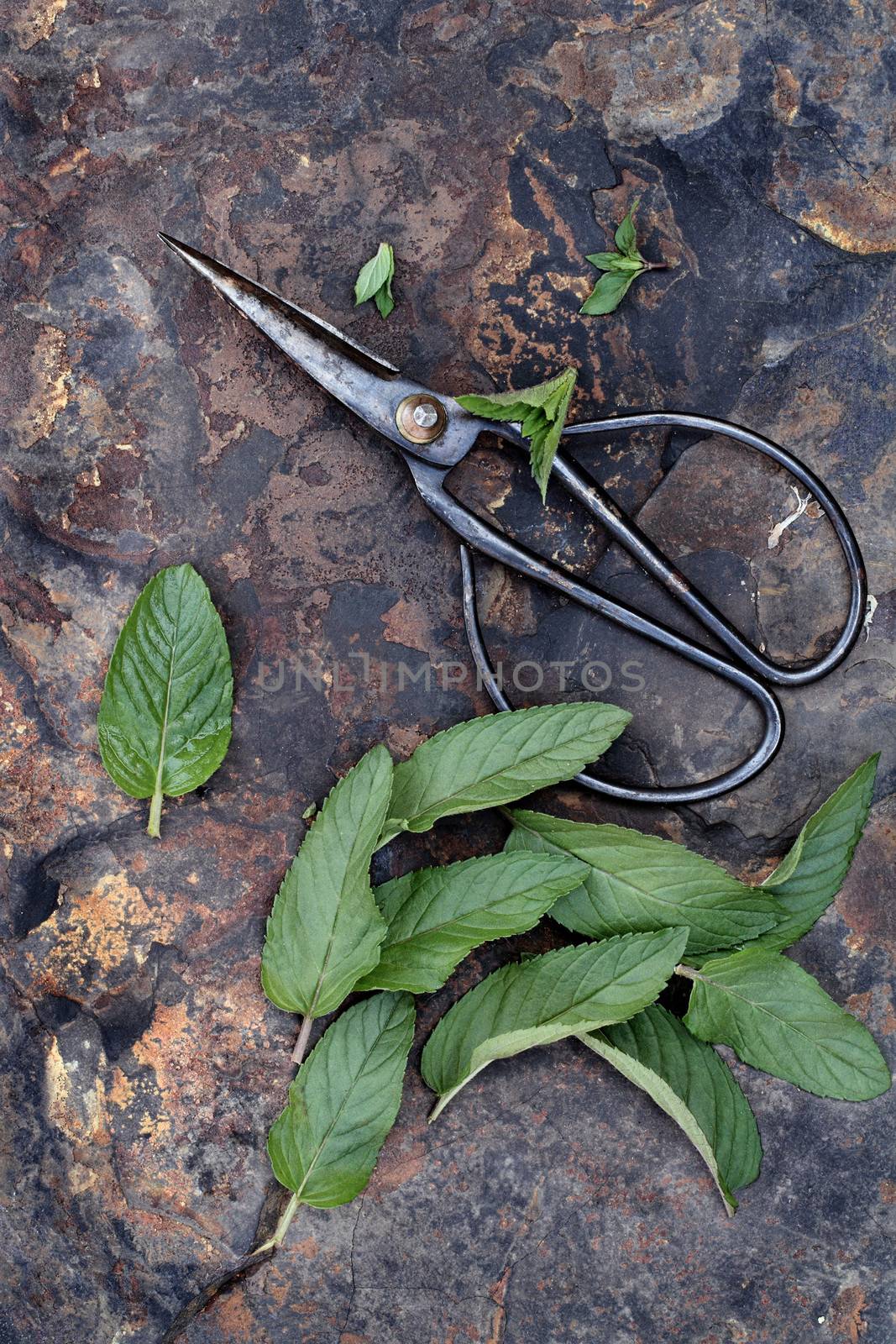 Fresh peppermint leaves with antique scissors over a rustic slate background ready to make fresh tea. 
