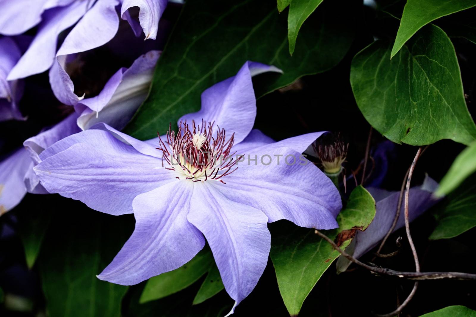 Macro of a violet clematis with extreme shallow depth of field.