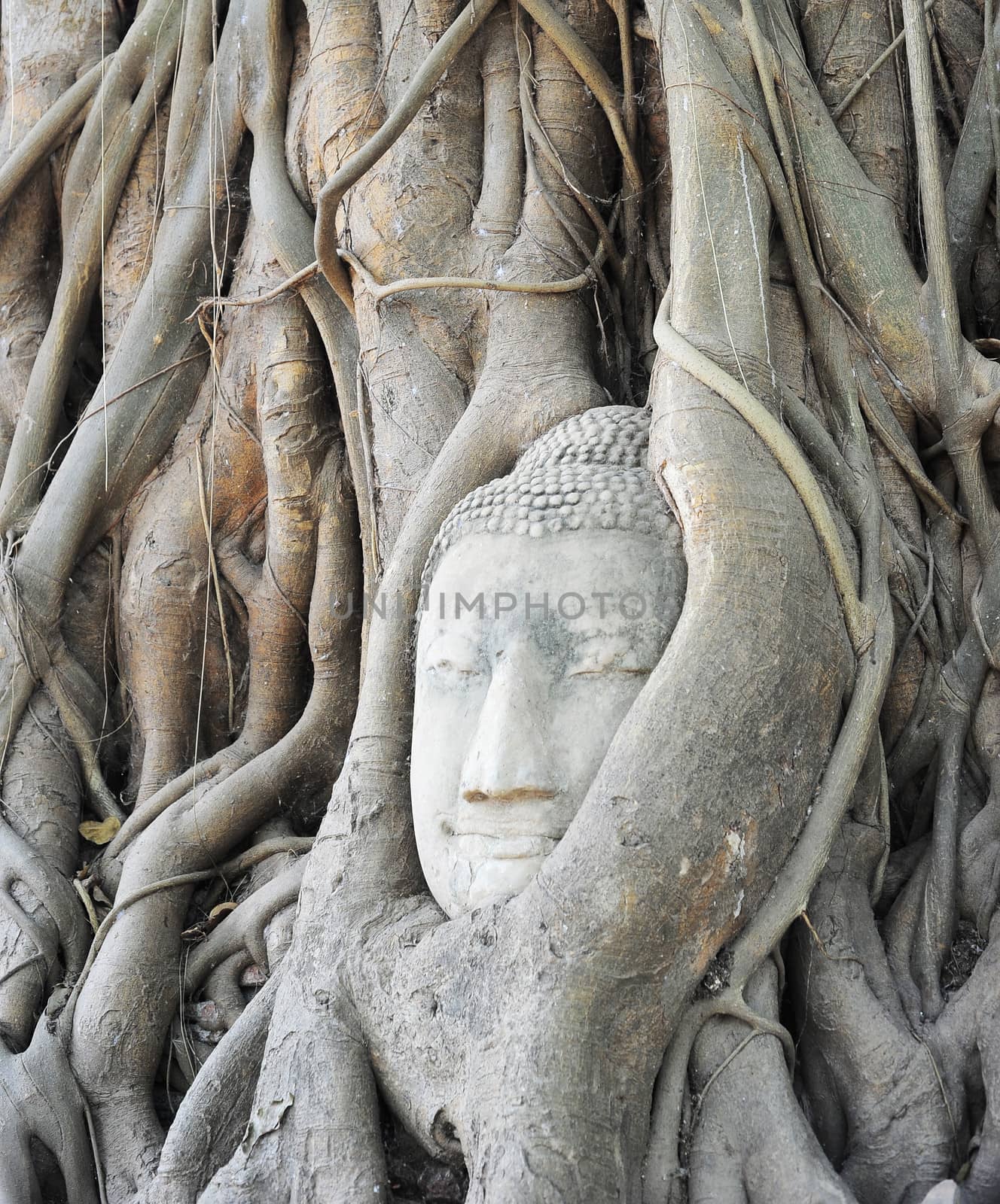 Head of Buddha by joyfull