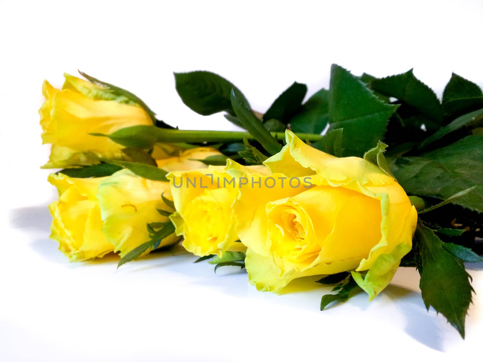 Yellow roses in bouquet, laying towards white