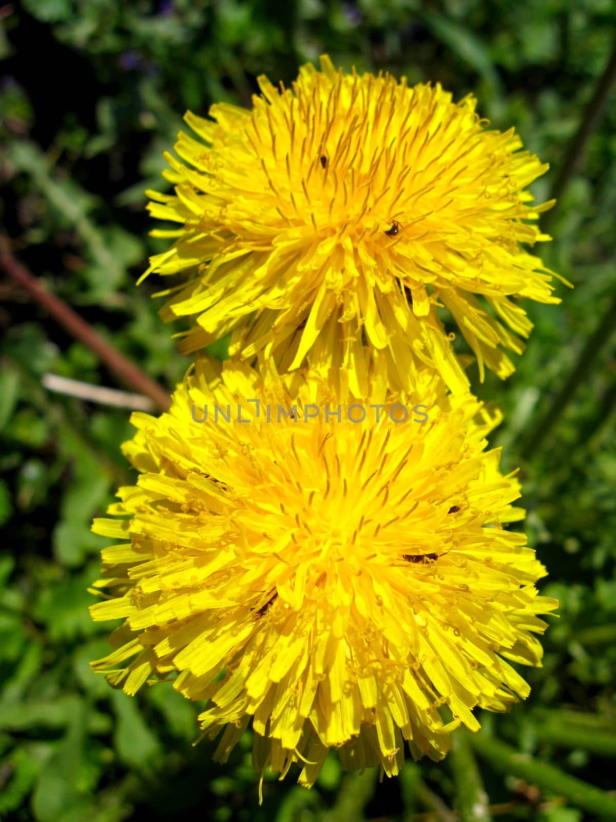 a pair of yellow flowers of dandelion