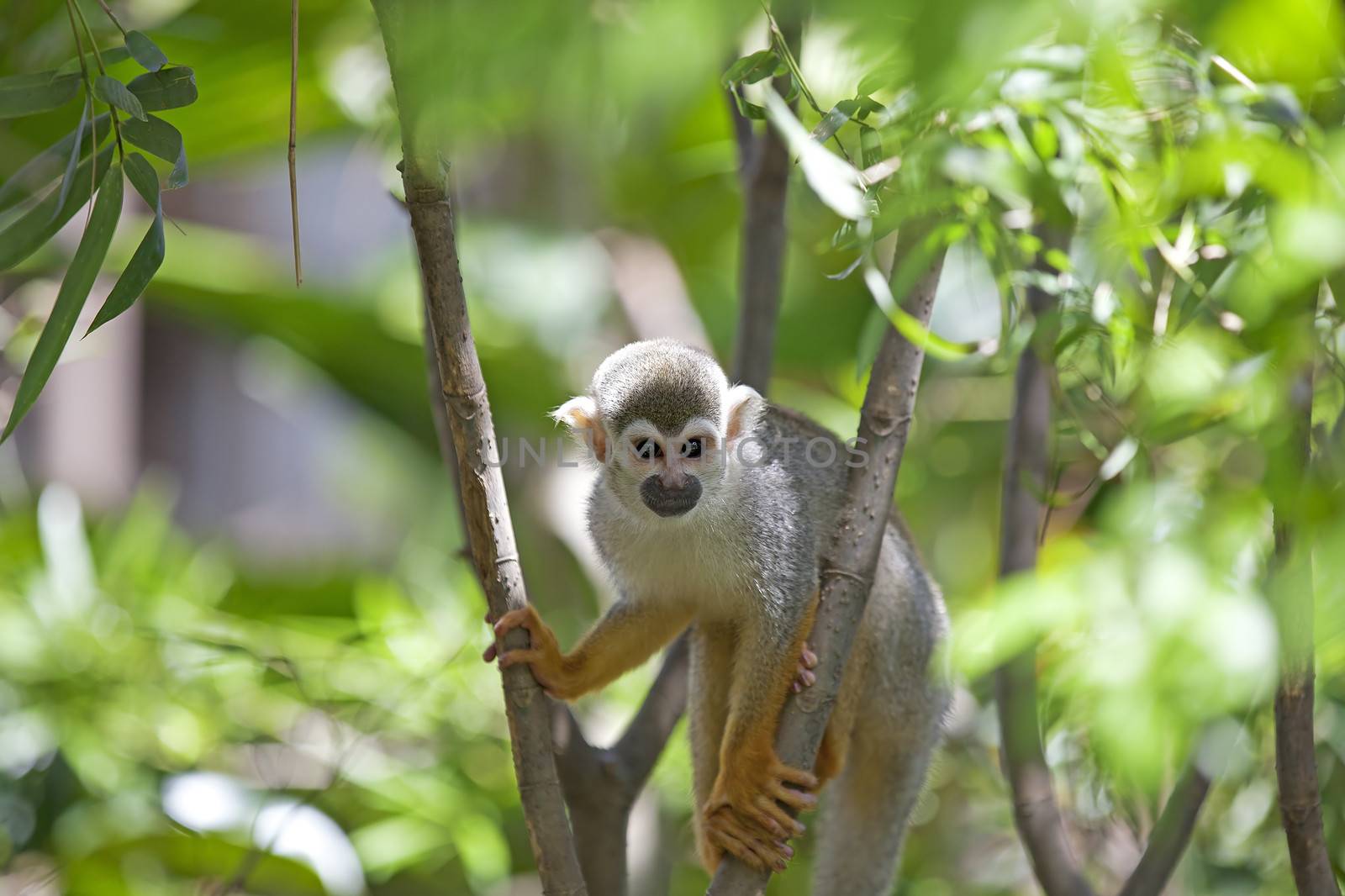 A common squirrel monkey playing in the trees