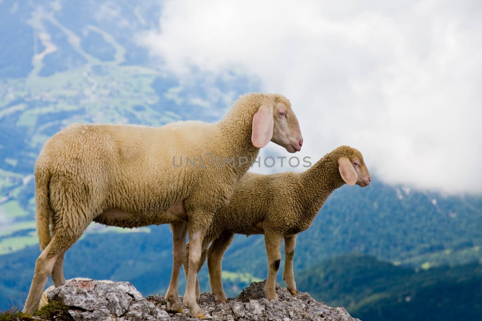 Mother and baby sheep looking at the panorama of the mountains