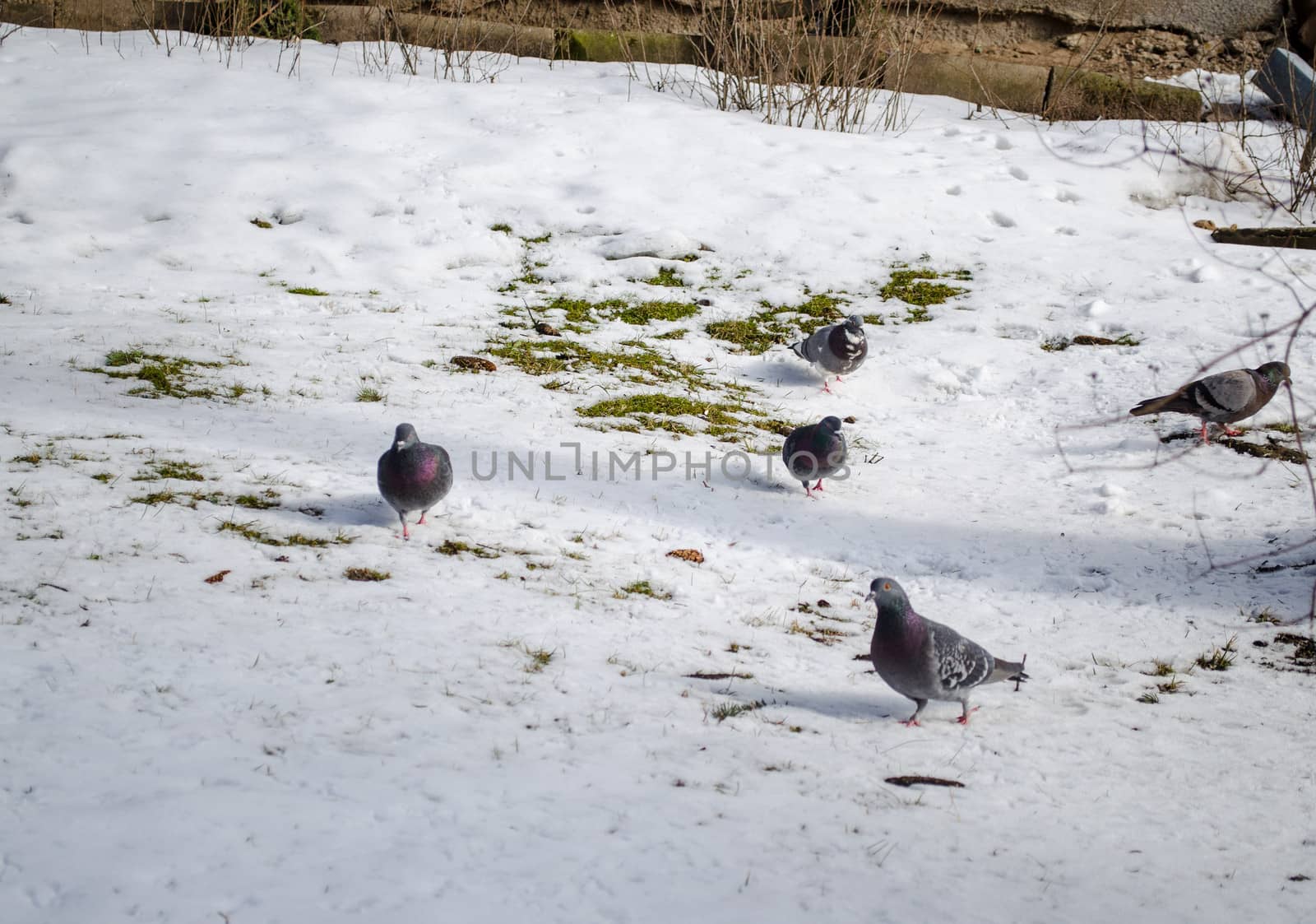 flock of pigeons walking in the snow