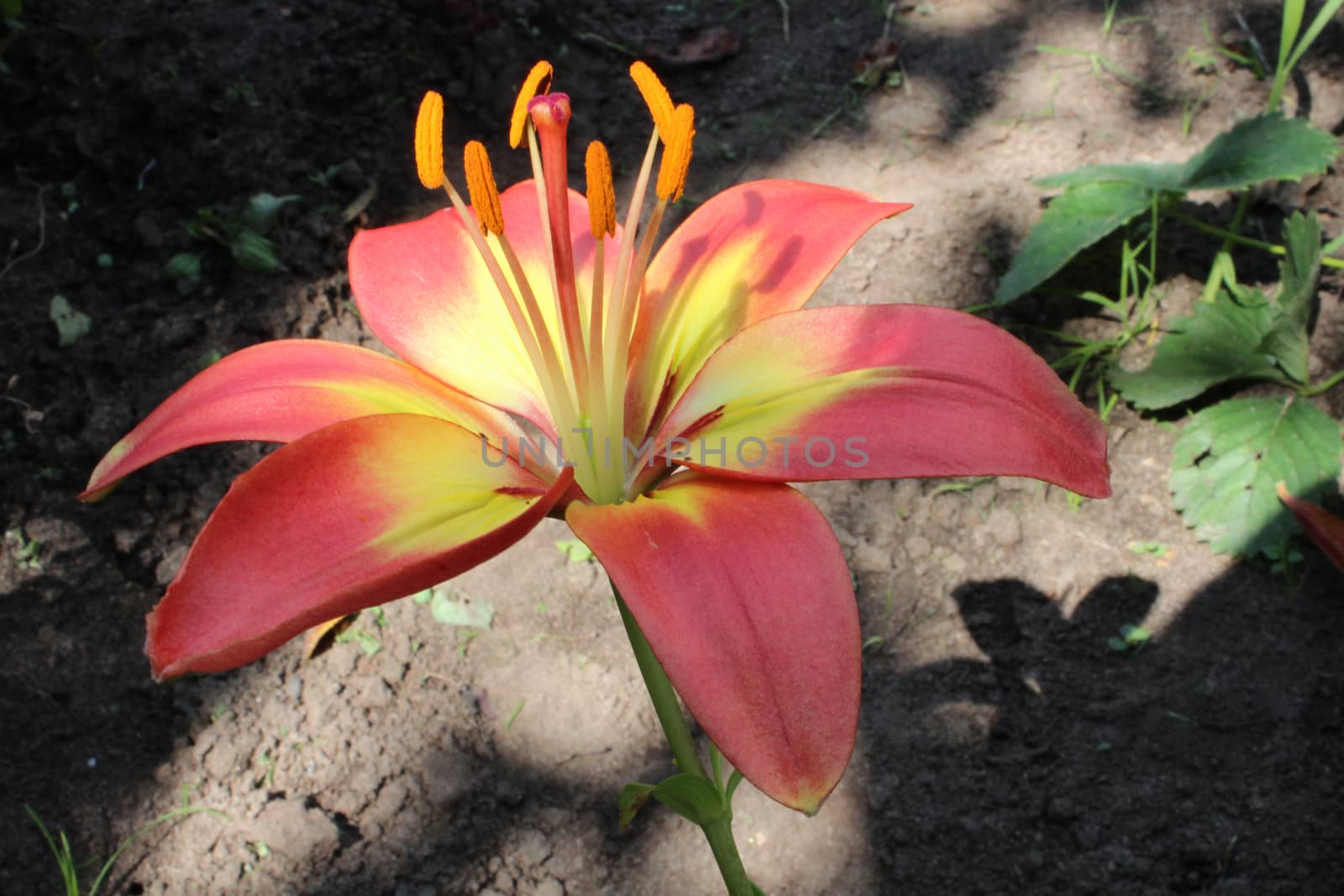 Close-up image of a beautiful flower of the Lily.