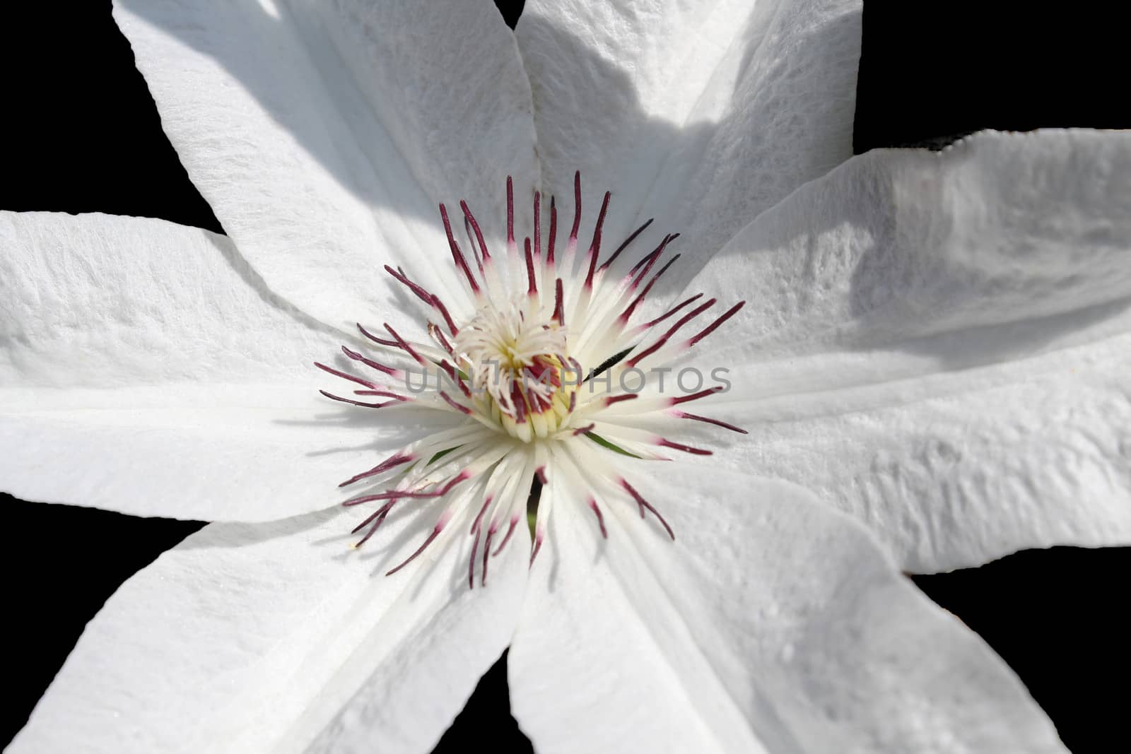 Close-up image of a white flower of clematis.