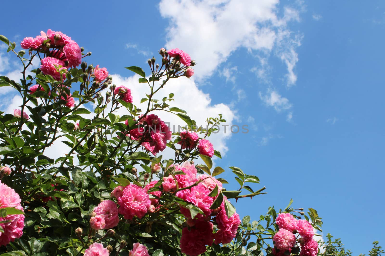 The flowers climbing rose on a background of blue sky.