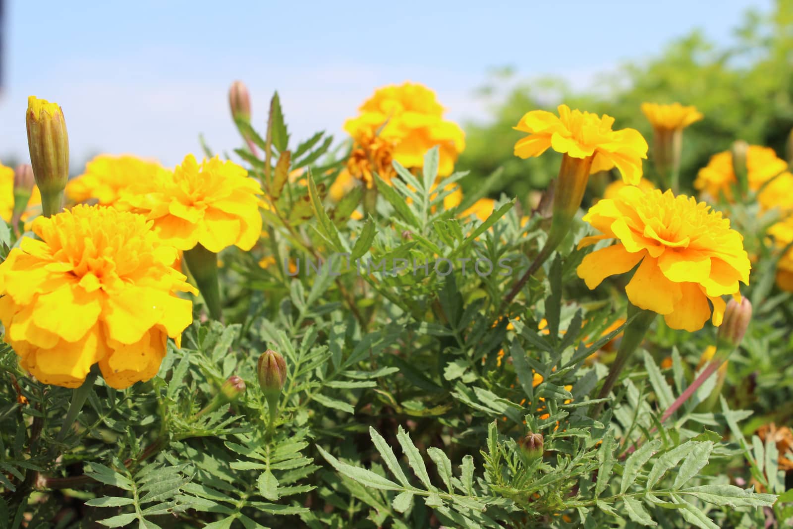 Yellow flowers against blue sky.