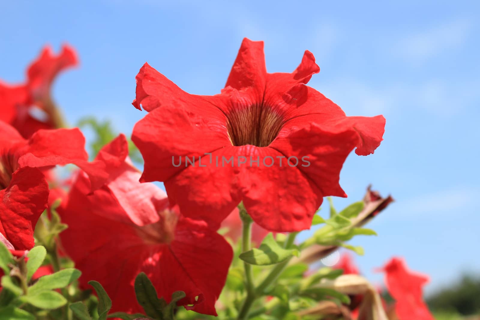 Red flowers on a background of blue sky.