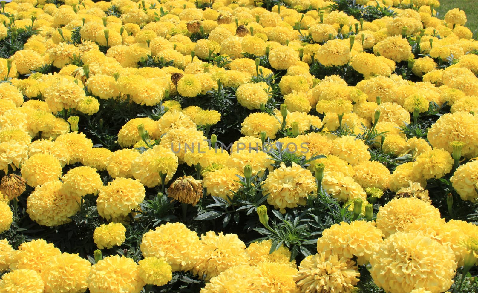 Living carpet of yellow flowers.