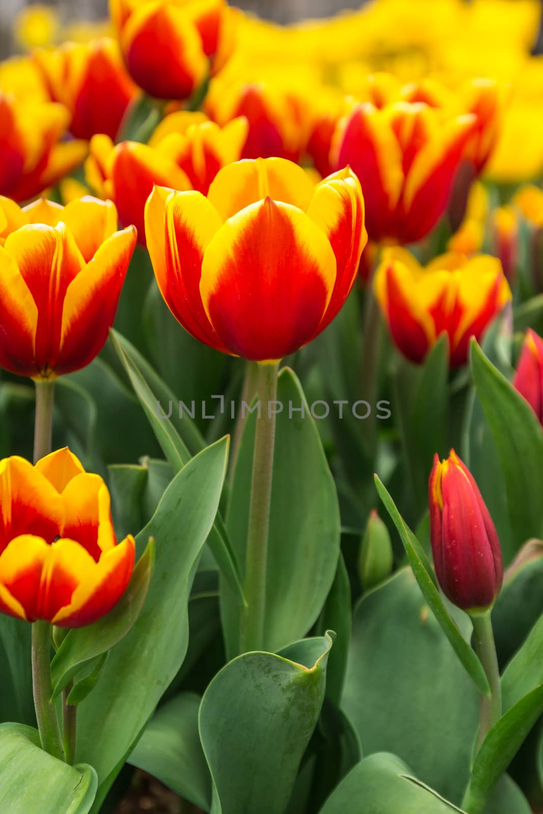 Beautiful tulip with green leaf in the garden