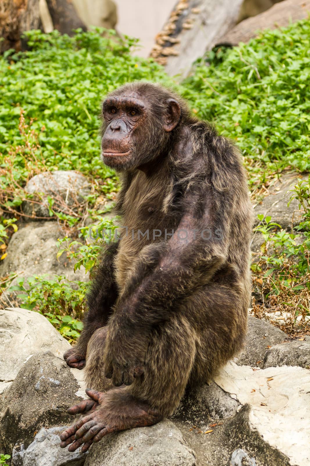 Chimpanzee by lavoview