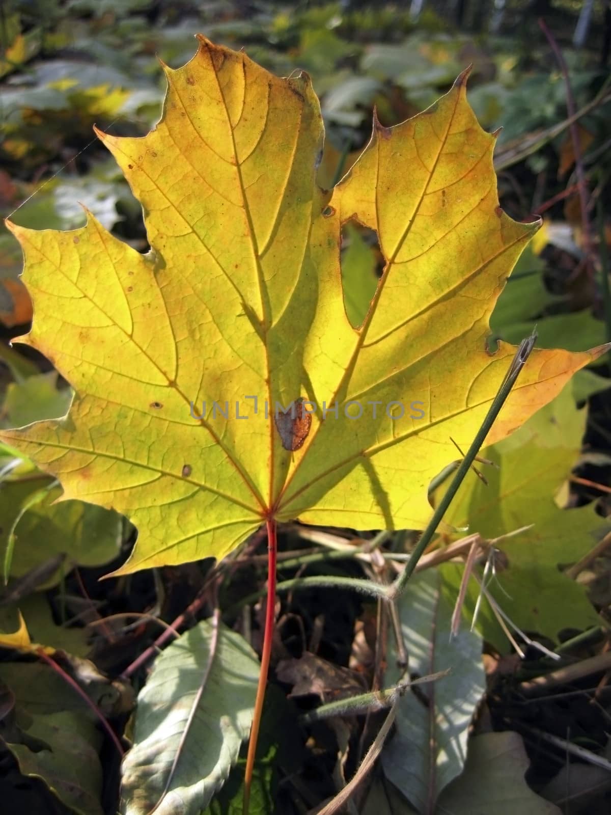 Yellow fallen leaf on the autumn forest ground