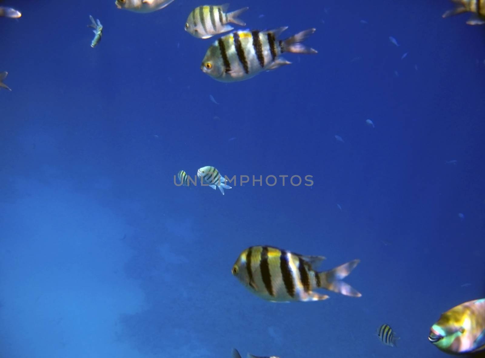 Tropical exotic fishes underwater. The Red sea
