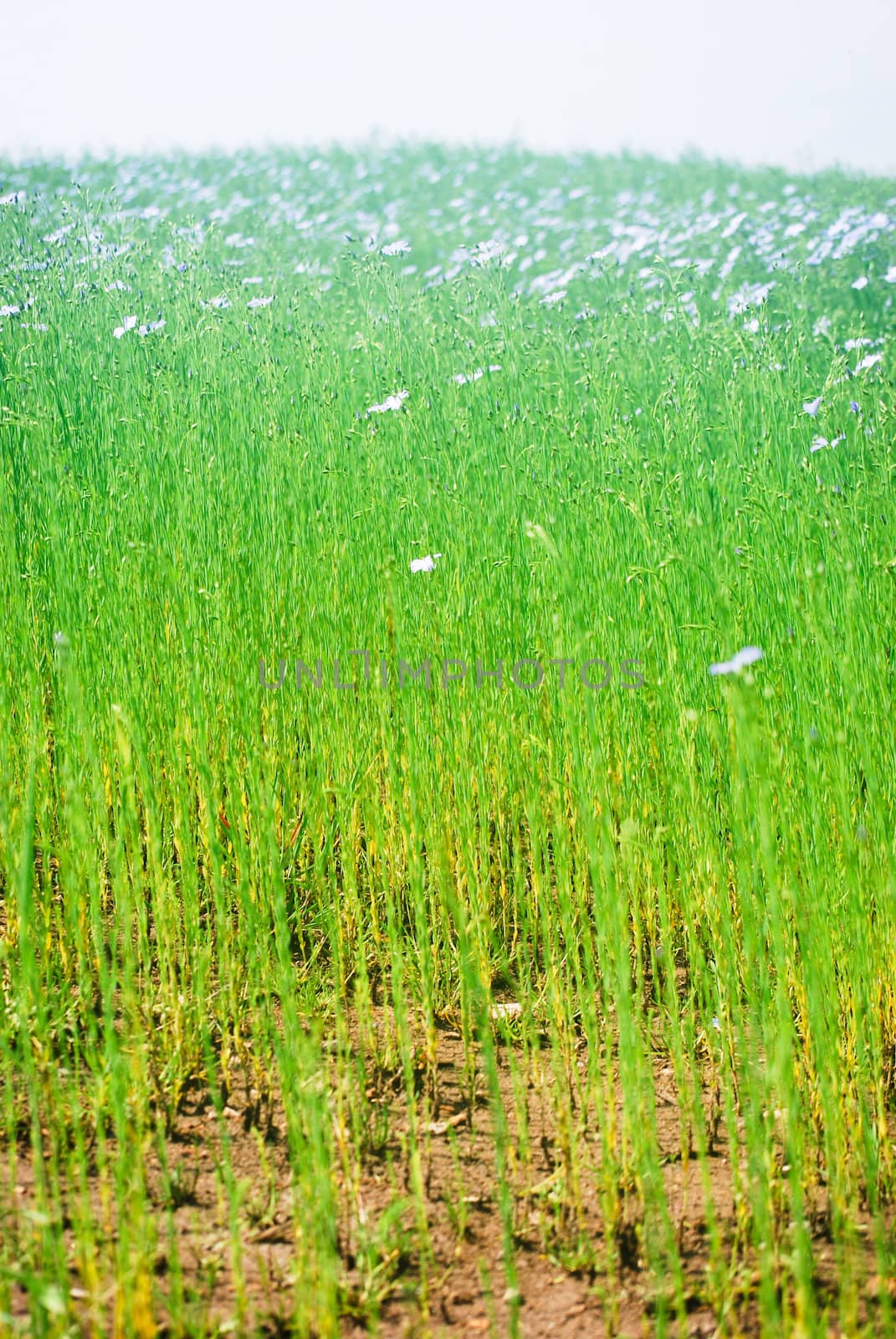 flax field
