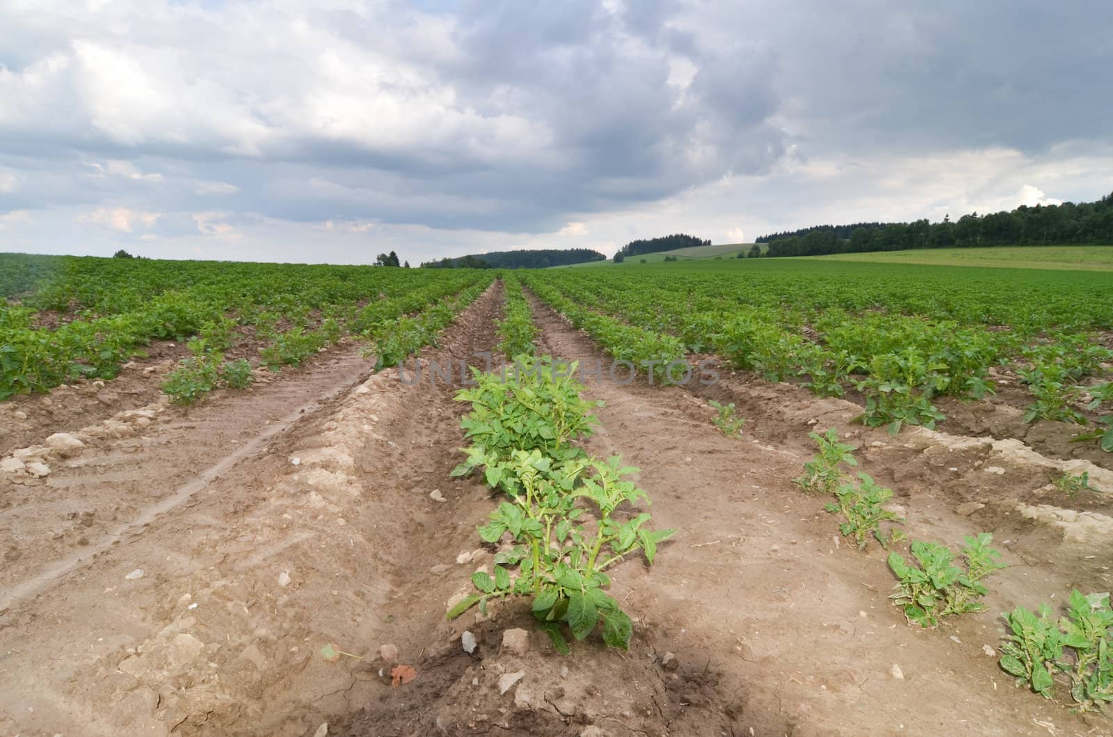 potatoes field