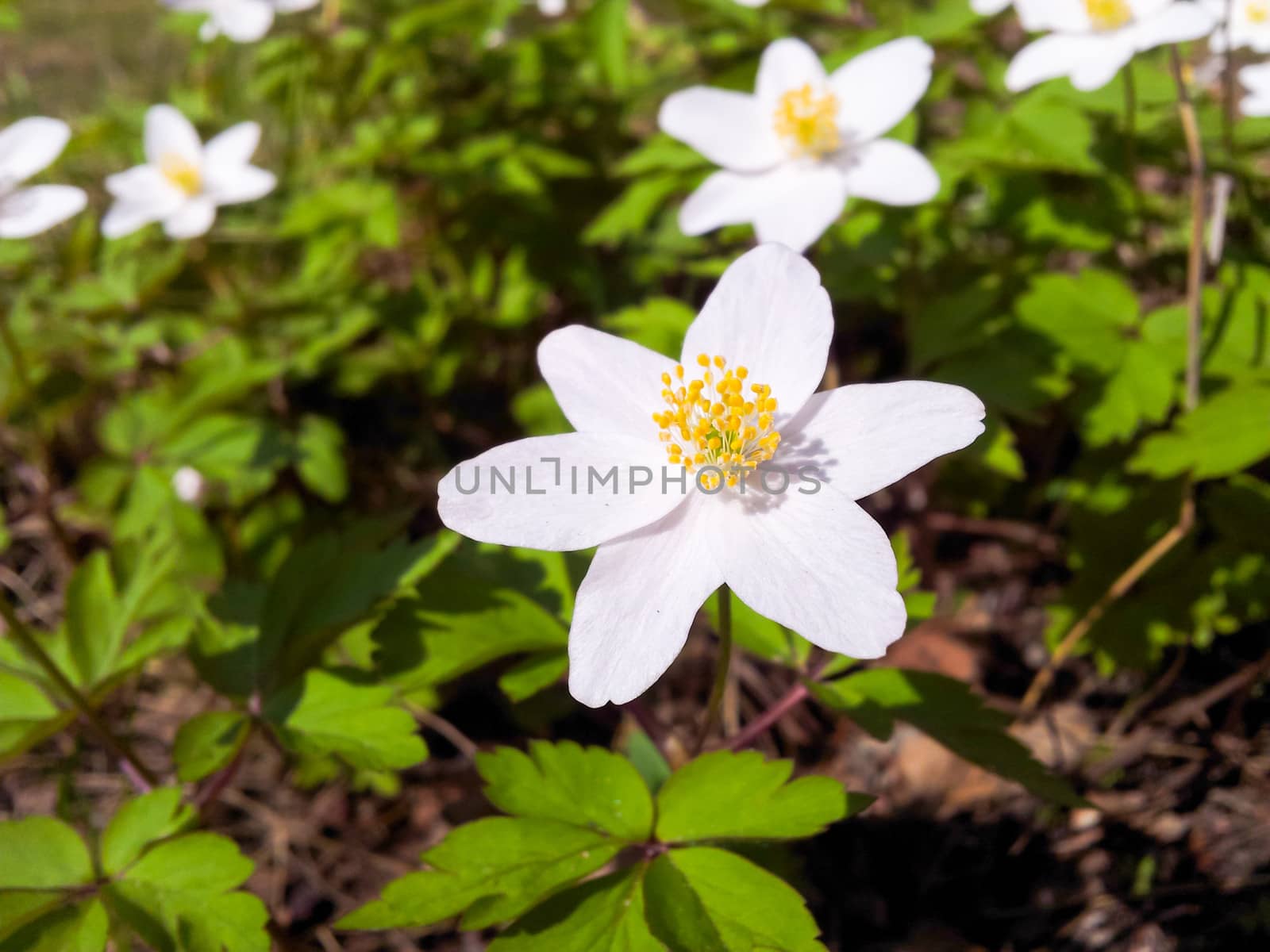 White anemone windflower, at forest floor in sunlight