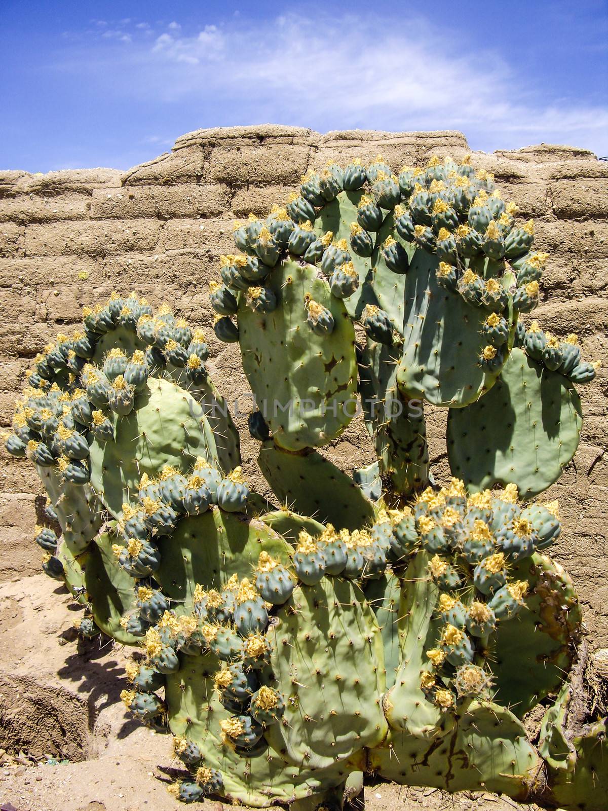 Flowering cacti on old adobe wall