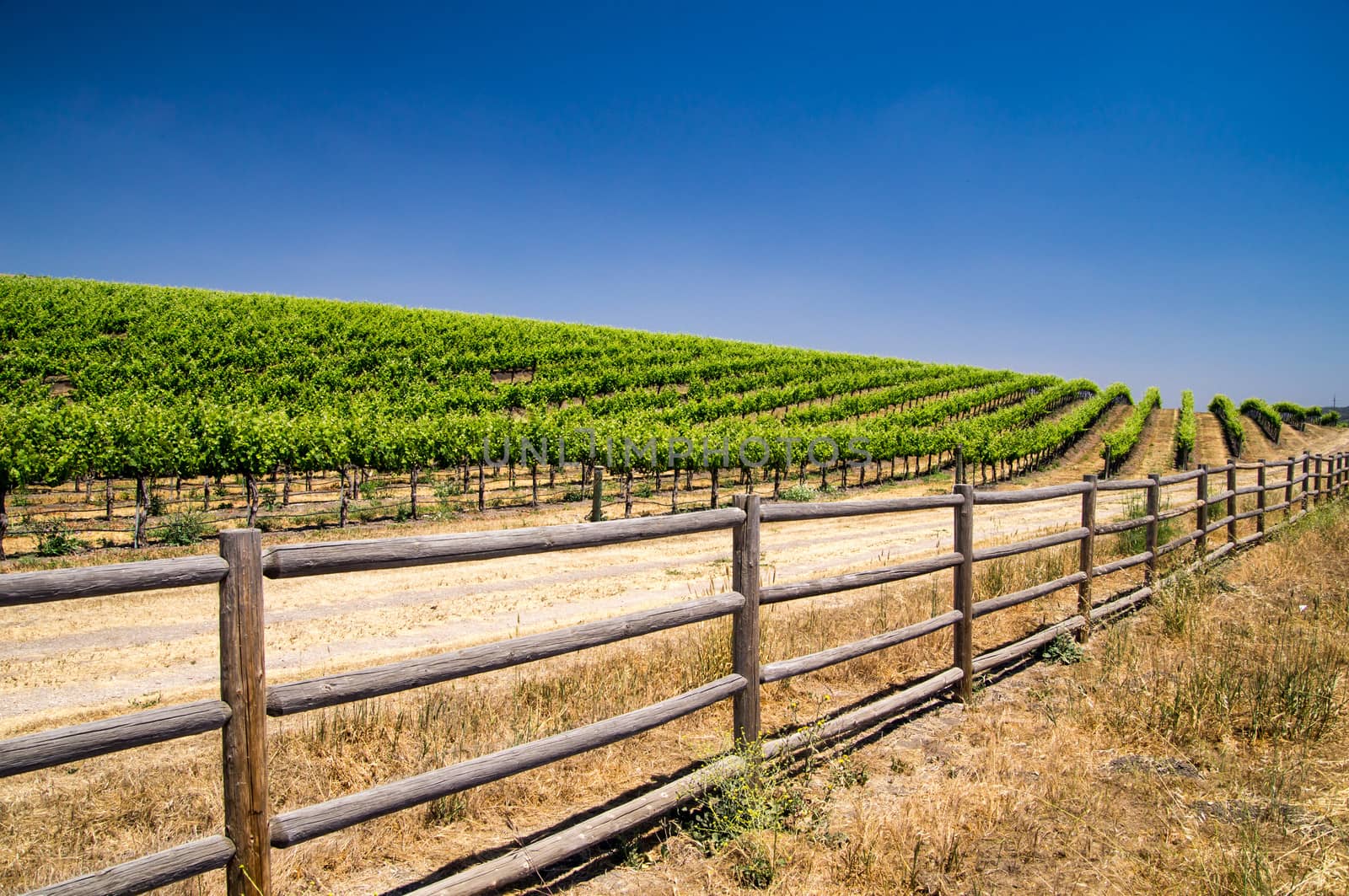 Grapevines of California by emattil