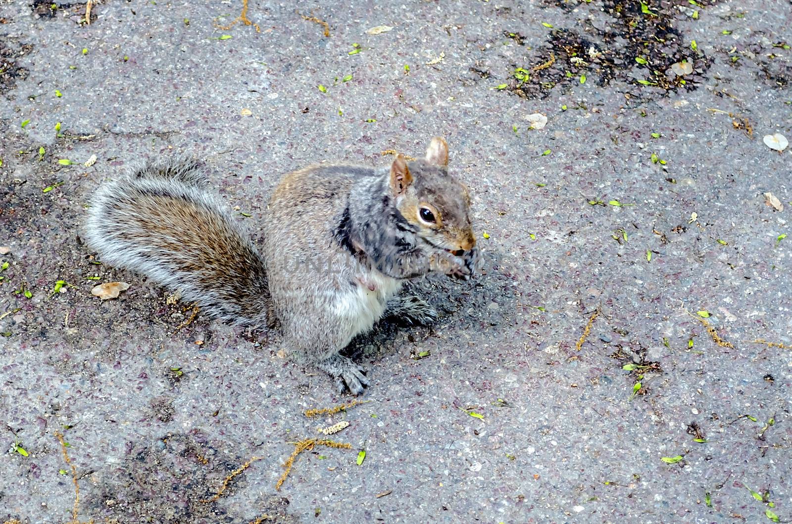 Squirrel eating an acorn by marcorubino