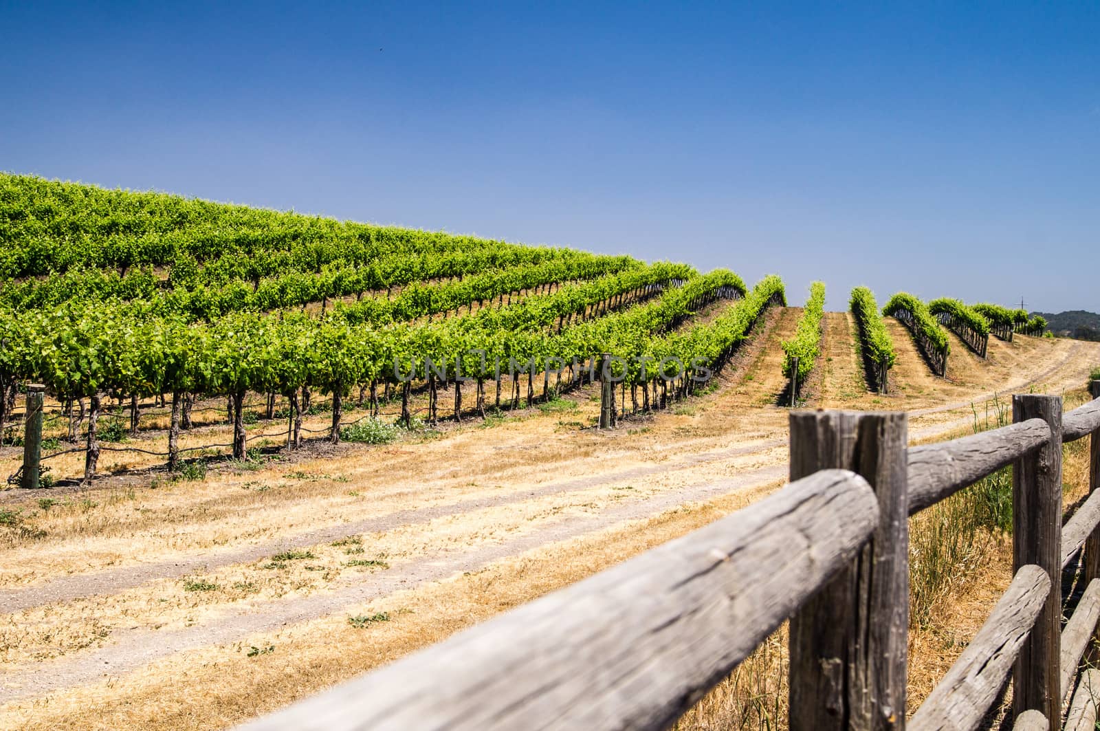 California Grapevines by emattil