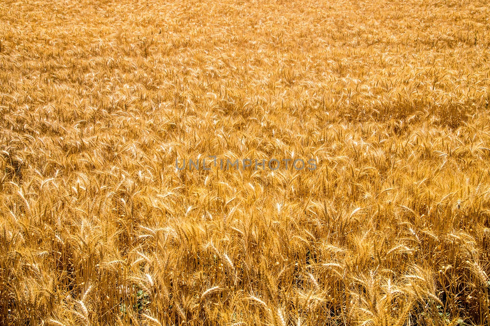 Golden wheat in Californian sunshine