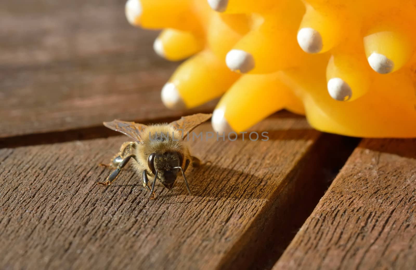 A honeybee on a wooden table