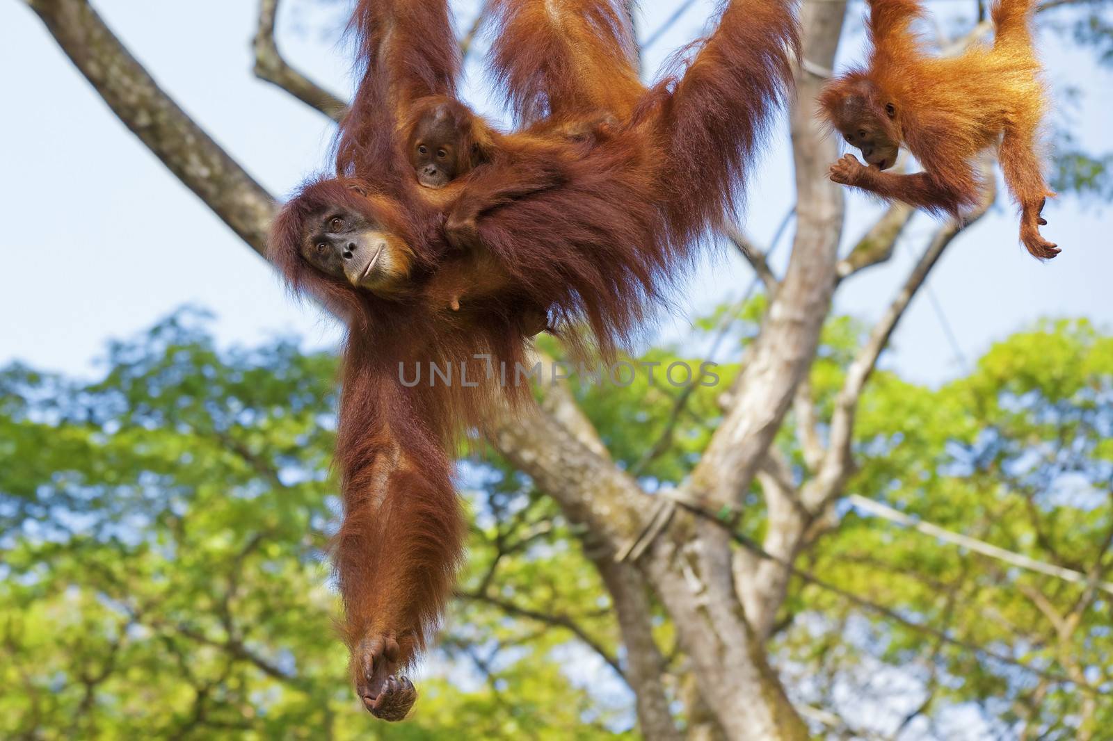 Orangutan in the jungle of Borneo, Malaysia